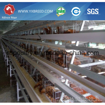 Hot Galvanized Automatic Chicken Cage for Growing Broilers and Layers (A3L90)